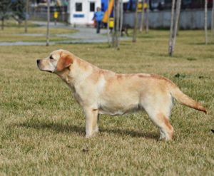 labrador retriever