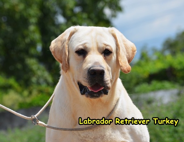 Labrador Retriever