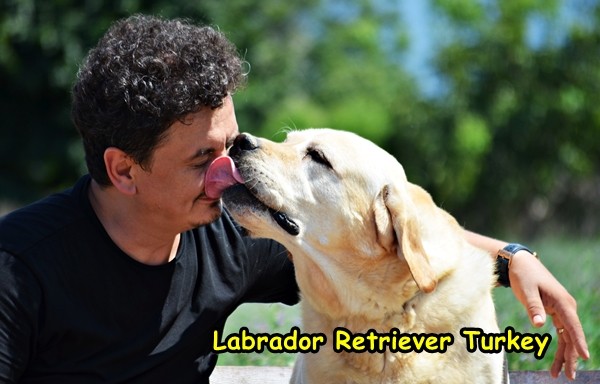 labrador retriever ırkı